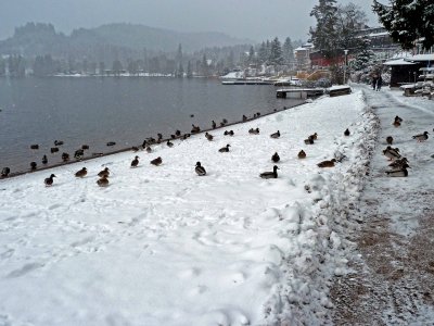 Ducks Move to the Snow