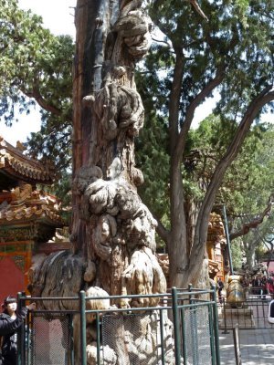 Interesting Tree in the Imperial Garden in the Forbidden City