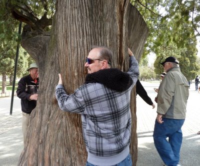 Hugging the Nine Dragon Cypress is Said to Add 10 Years to Your Life