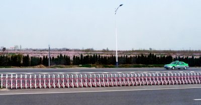A Peach Orchard Near Xi'an, China Airport