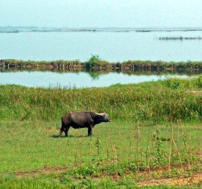 First Water Buffalo Spotted in Vietnam