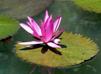 Water Lily in Pond at Forbidden City, Hue, Vietnam