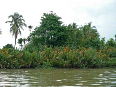 Coconut Palms Growing in Mekong River