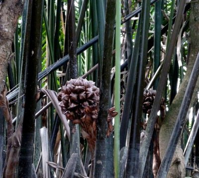 Fruit of the Coconut Palm