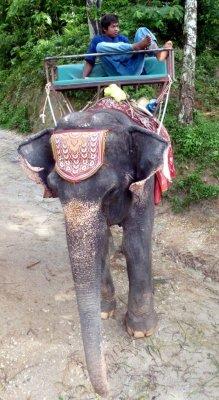 A Mahout Resting on His Elephant