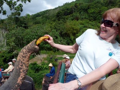 Feeding the Elephant Bananas