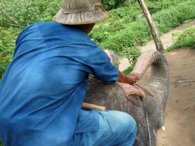 Mahout Feeding Our Elephant Bananas