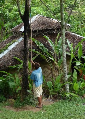 Tapping a Rubber Tree