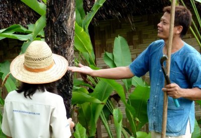 Catching Sap from Rubber Tree with Tapping Tool in Left Hand