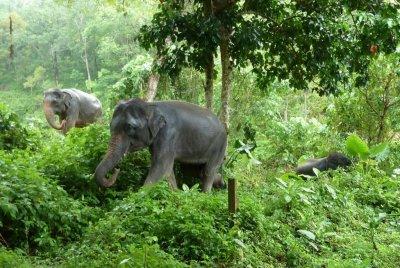 Elephant Camp, Phuket Thailand