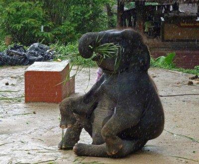 Elephant Show in the Rain, Phuket Thailand