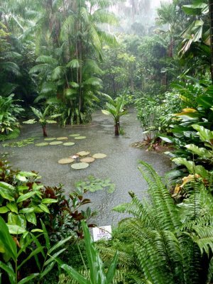 Lily Pond at the National Orchid Garden, Singapore