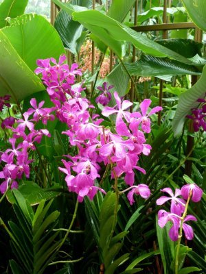 The National Orchid Garden, Singapore