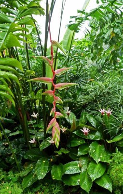 The National Orchid Garden, Singapore