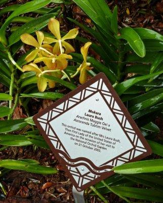 The 'Laura Bush' Orchid, Singapore
