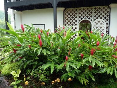 The National Orchid Garden, Singapore