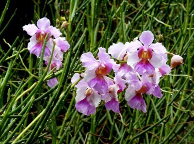 The National Orchid Garden, Singapore