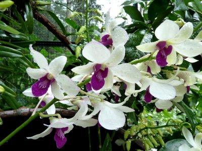The National Orchid Garden, Singapore