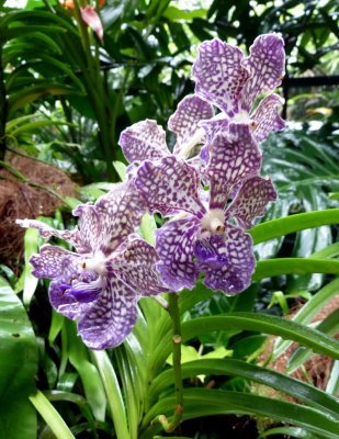 The National Orchid Garden, Singapore