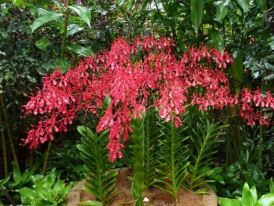 The 'Paloma Picasso' Orchid, Singapore