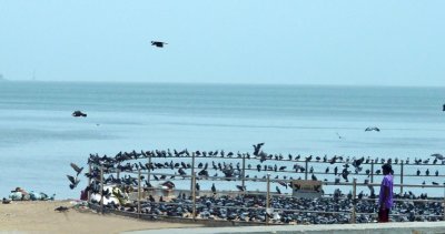 Birds Along Marine Drive, Bombay
