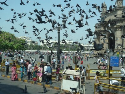 Birds & Tourists at the Gateway of India