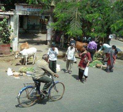 Sacred Cows Being Fed Outside a Temple in Bombay