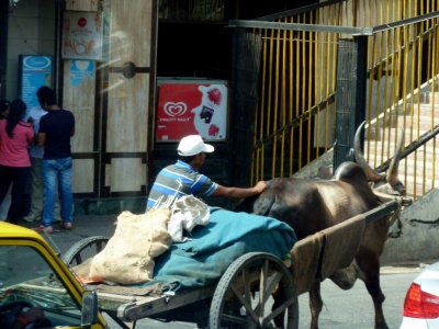 Bullock Cart on the Streets of Bombay