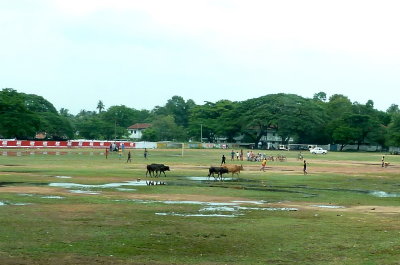 Cows Crossing the Soccer Field