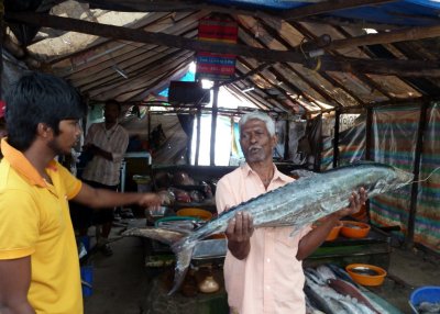 A Kingfish at the Fish Market in Cochin, India