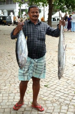 Yellowfin Tuna & Steerfish Going to a Restaurant in Cochin, India