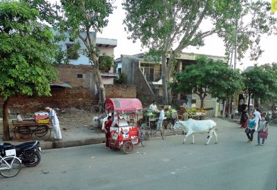 Sacred Cow in Agra, India