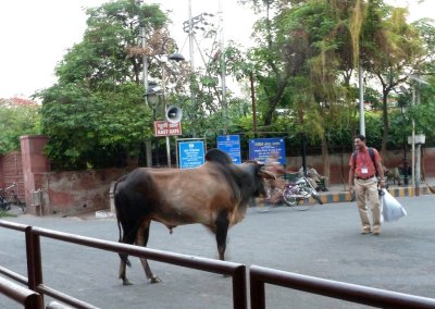 'Sacred Cow' on the Street in Front of the Taj Mahal