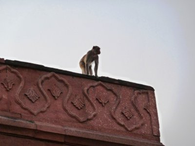 Monkey on the Gate at the Taj Mahal