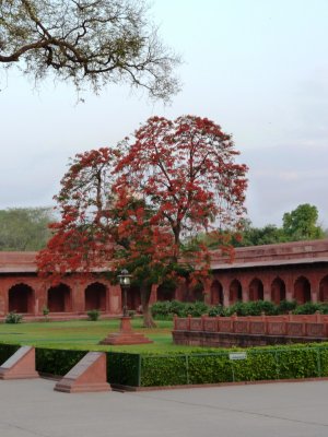 Tree in the Forecourt of the Taj Mahal