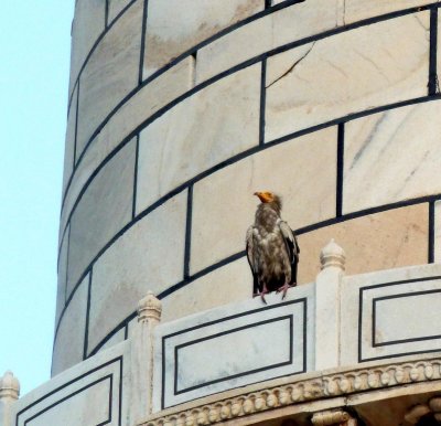 Egyptian Vulture on a Minaret at the Taj Mahal