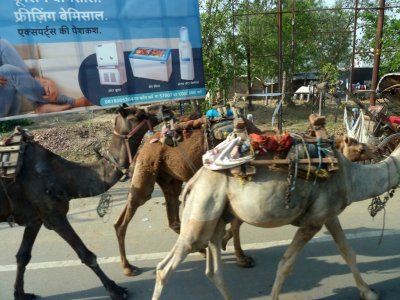 Camels in Agra, India