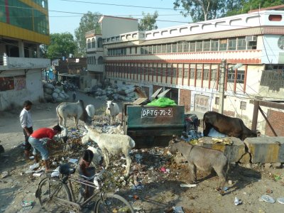 Animals & Garbage in Agra, India