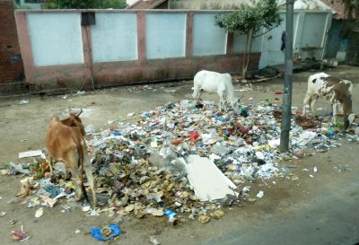 'Sacred Cows' in Agra, India