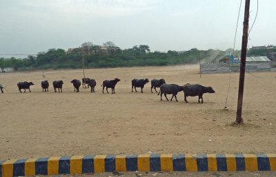 Cow Dung (Used for Purifying Silver) Farm in Agra, India