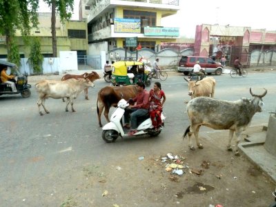 More 'Sacred Cows' in Agra, India