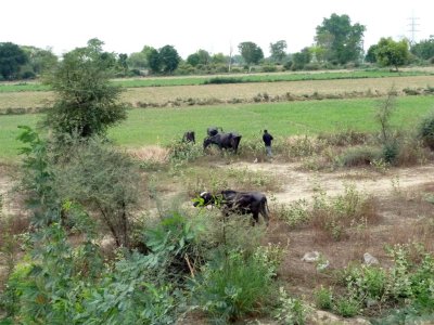 Farming in India