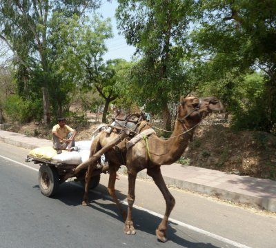 On the Road Near Fatehpur Sikri, India