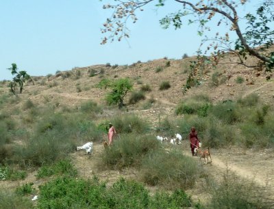 Herding Goats Near Fatehpur Sikri, India