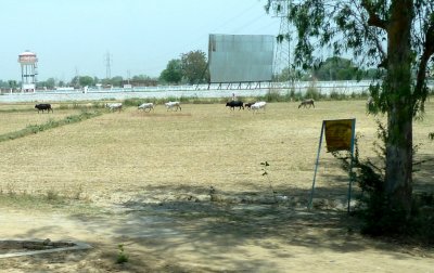 Bringing the Cows Home in India