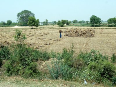 Working in the Field in India