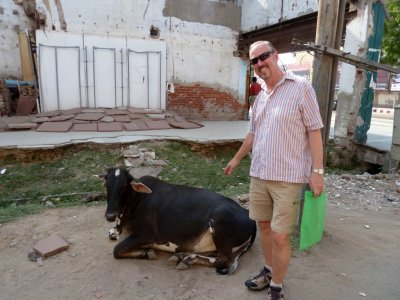 Bill Finds a 'Sacred Cow' While Shopping in Agra, India