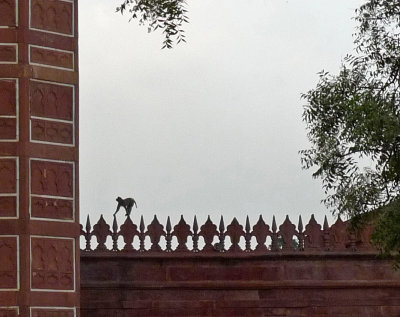 Taj Mahal's Resident Monkey on the Fence