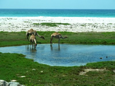 Camels near Mughsail Beach, Oman