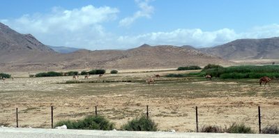 Herd of Camels Outside Salalah, Oman